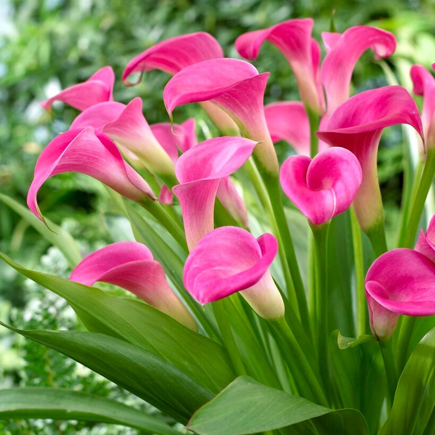 Heirloom Non-GMO Pink Zantedeschia Calla Lily Flower Seeds for Planting – Garden Blooms - Non-GMO for planting in home garden